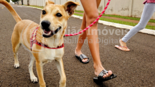 Pet - Conivência harmoniosa em condomínios